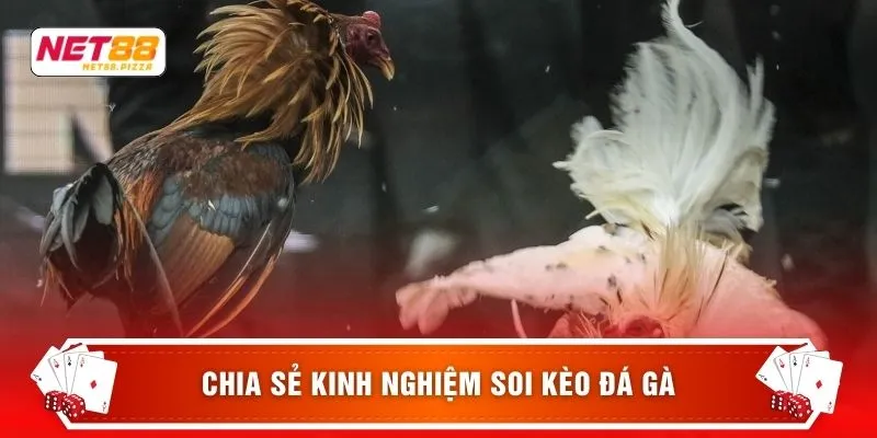 Chia sẻ kinh nghiệm soi kèo đá gà