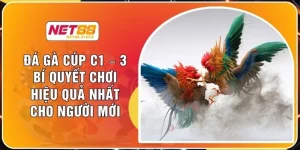 Đá Gà Cúp C1 – 3 Bí Quyết Chơi Hiệu Quả Nhất Cho Người Mới