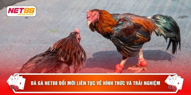 Đá gà NET88 đổi mới liên tục về hình thức và trải nghiệm