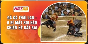 Đá Gà Thái Lan - 6 Bí Mật Soi Kèo Chiến Kê Bất Bại