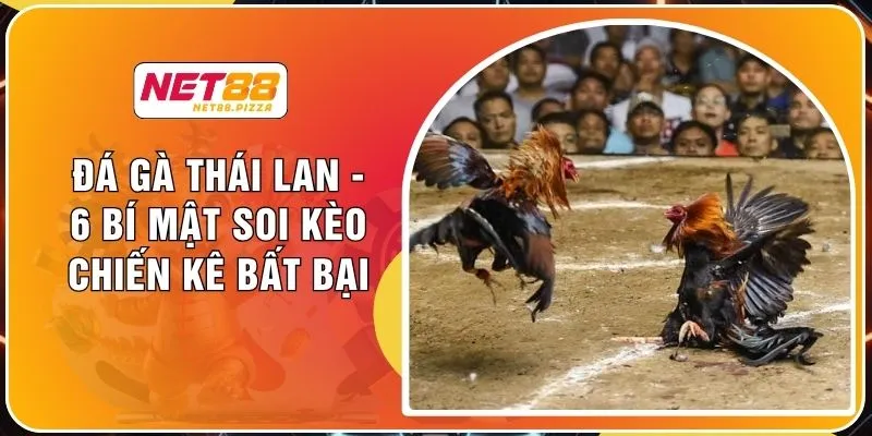 Đá Gà Thái Lan - 6 Bí Mật Soi Kèo Chiến Kê Bất Bại