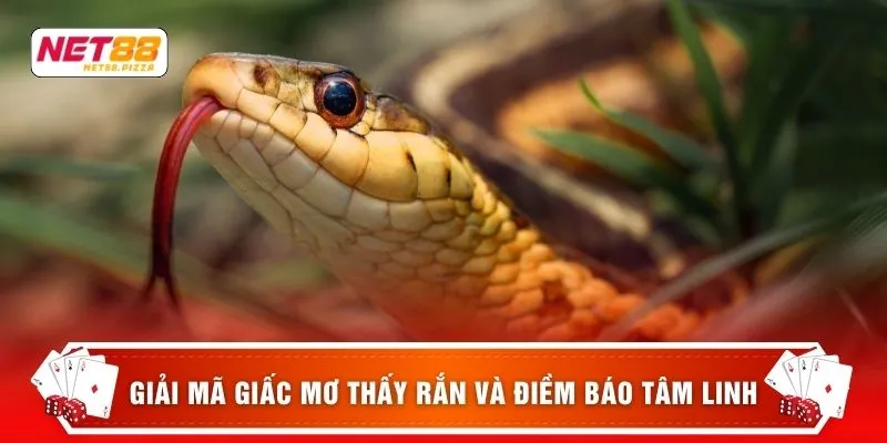 Giải mã giấc mơ thấy rắn và điềm báo tâm linh