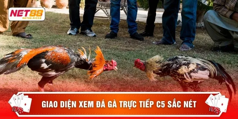 Giao diện xem đá gà trực tiếp C5 sắc nét