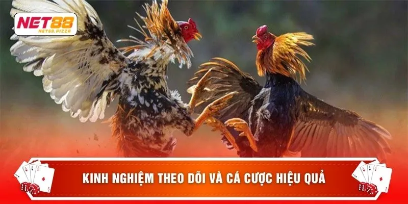 Kinh nghiệm theo dõi và cá cược hiệu quả