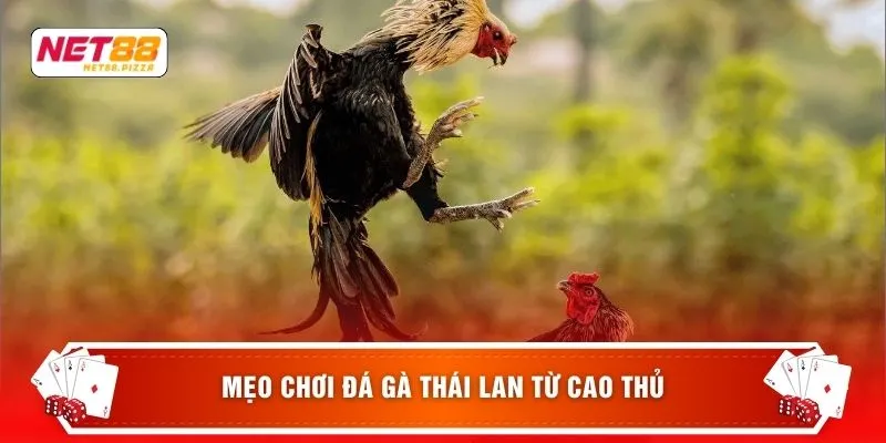 Mẹo chơi đá gà thái lan từ cao thủ