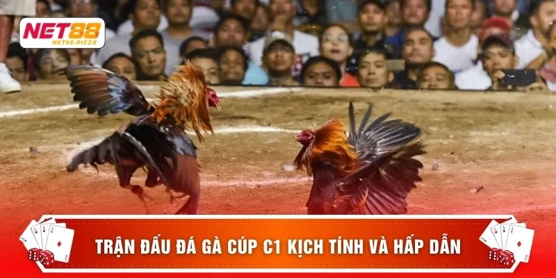 Trận đấu Đá gà cúp C1 kịch tính và hấp dẫn