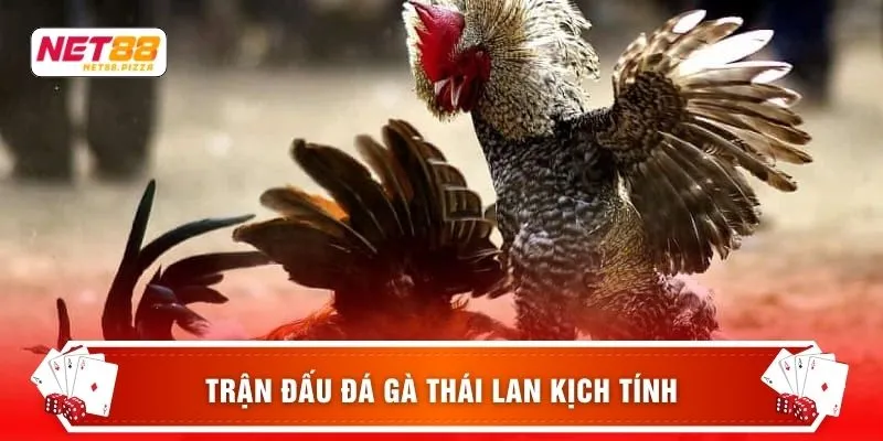 Trận đấu đá gà thái lan kịch tính