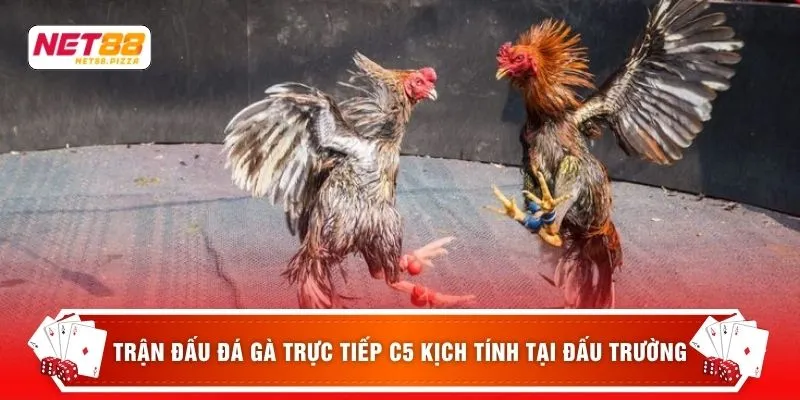 Trận đấu đá gà trực tiếp C5 kịch tính tại đấu trường