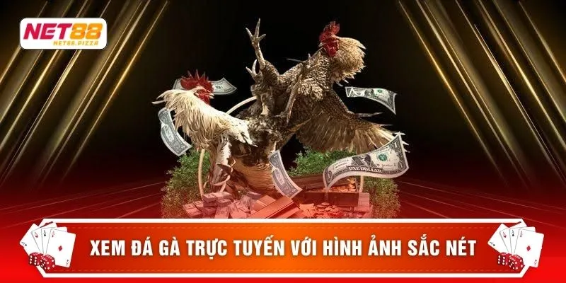 Xem đá gà trực tuyến với hình ảnh sắc nét