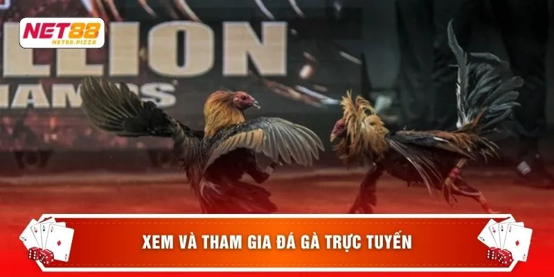 Xem và tham gia đá gà trực tuyến